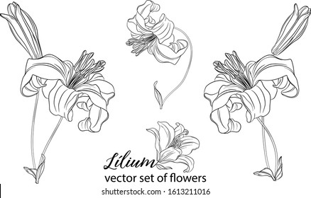 vector set of flowers and Lily buds. Lílium.