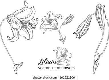 vector set of flowers and Lily buds. Lílium.