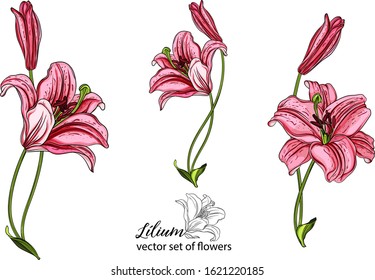 vector set of flowers and Lily buds. Lílium. Lily flower.