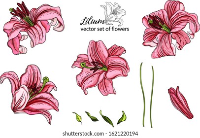 vector set of flowers and Lily buds. Lílium. Lily flower.