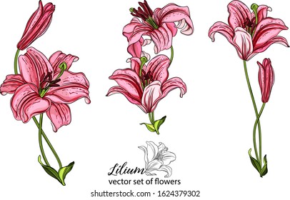 vector set of flowers and Lily buds. Lílium. Lily flower.