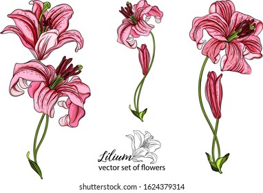 vector set of flowers and Lily buds. Lílium. Lily flower.