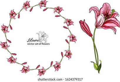 vector set of flowers and Lily buds. Lílium. Lily flower.