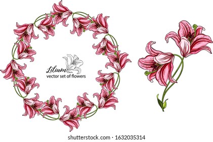 vector set of flowers and Lily buds. Lílium.