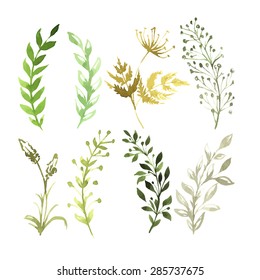 Vector Set of flowers painted in watercolor on white paper. Sketch of flowers and herbs. 