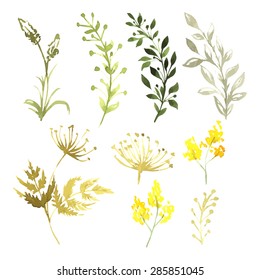 Vector Set of flowers painted in watercolor on white paper. Sketch of flowers and herbs. 