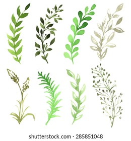 Vector Set of flowers painted in watercolor on white paper. Sketch of flowers and herbs. 