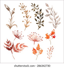 Vector Set of flowers painted in watercolor on white paper. Sketch of flowers and herbs. 