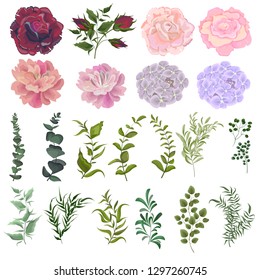 Vector set of flowers and plants for design. All elements on white background. Rose flowers, hydrangea, peonies, buds. Green leaves, plants, twigs.