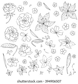 vector set of flowers,buds and leaves, roses and lilies, hand drawn floral elements