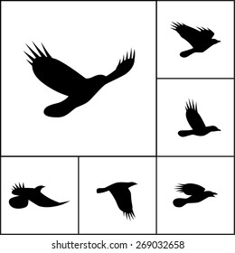 Vector set of flying crows. Silhouettes of ravens, jays or rooks. Contours of pie, jackdaw, nutcrackers or other bird from family Corvidae