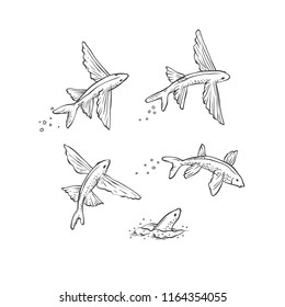 Vector set flying fish jumping dive and swim. Monochrome black sketch sea animals isolated on white background for oceanarium tourist cards or banners design.