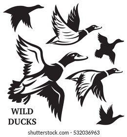 Vector set of flying wild ducks. Vector illustration.