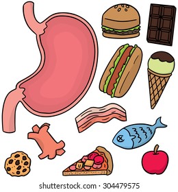 vector set of food in stomach