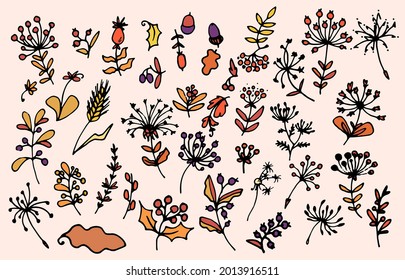 Vector set of forest elements of autumn. hand-drawn in doodle style set of berries and twigs with leaves seeds, bunch, rowan spikelet, acorn, purple red and orange colors for the design template