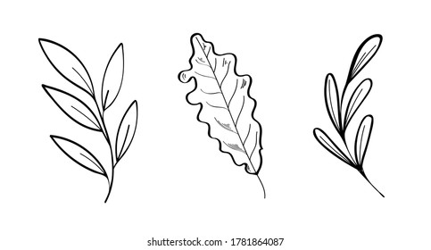 Vector set with forest and garden leaves. Sketches of decorative leaves. Stellated autumn leaves. Black lines on a white background.