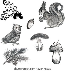 vector set of forest inhabitants