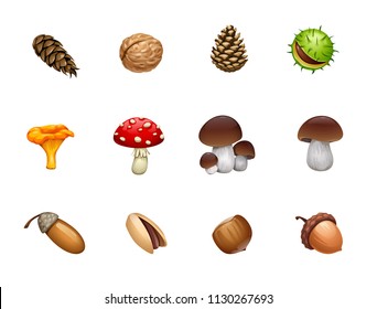 vector set of forest mushroom nut acorn cones