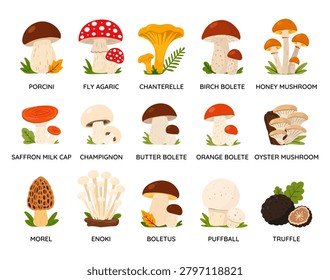 Vector set of forest mushrooms with names. Collection of different types of edible and inedible mushrooms
