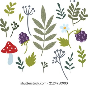 Vector set of forest plants, leaves, berries and mushrooms.