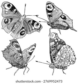Vector set of four detailed monochrome illustrations of Peacock butterfly in elegant sketch engraving style. Great for tattoo designs, book illustrations, posters, tote bags, and eco friendly logos