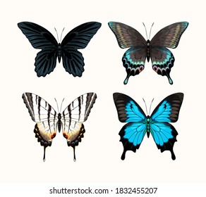 Vector set of four high detailed tropic butterflies
