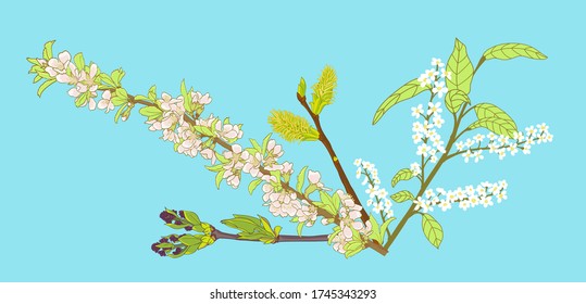 Vektorsatz von vier Arten von Frühlingsblüten: Kirsche, Kalk, Weiden und Vogelkirsche