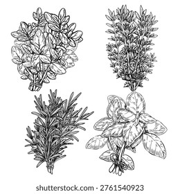 Vector set of four kitchen herbs in detailed engraving style. Oregano, thyme, rosemary, and basil as tied bundles. Ideal for herb labels, Mediterranean cuisine branding, and recipe book illustrations