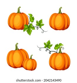 Vector set of four orange pumpkins isolated on a white background.