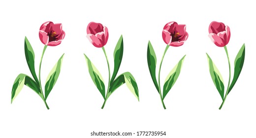 Conjunto vectorial de cuatro tulipanes rosados aislados en un fondo blanco.