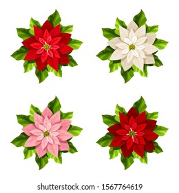 Vector set of four red, pink and white Christmas poinsettia flowers isolated on a white background.