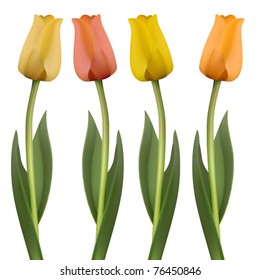 vector set of four tulips