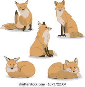 Vector set with a Fox. Illustration of a resting Fox in different poses