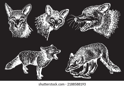 Vector set of foxes on black isolated,forest animal drawing,graphical illustration