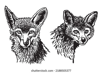 Vector set foxes white isolated forest animal drawing graphical illustration
