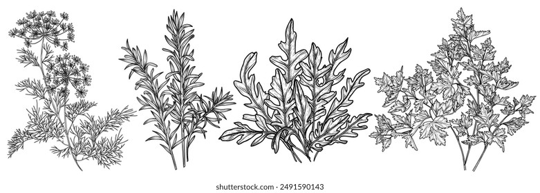 Vector set of fragrant greens in engraving style. Dill, parsley, arugula, rosemary