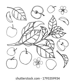Vector set with freehand apples and apple tree leaves and branches.
