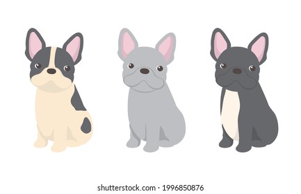 Vector set of french bulldog.  Looking at Camera. Facing Front. Sitting.