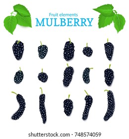 Vector set of a fresh black mulberry. Fresh dark Berries and leaves. Collection of ripe mulberry fruits elements for packaging design of juice, breakfast, jam, ice cream, smoothies, cosmetics.