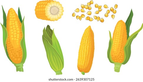 Vector set of fresh corn on the cob, kernels, and husk. Includes peeled and cross-section views. Isolated illustration for food, farm, and harvest designs.