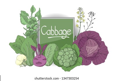 Vector set with fresh purple cabbage, cauliflower, chinese cabbage, kohlrabi (turnip-rooted cabbage), nappa cabbage, yellow flowers. Isolated elements on white background. Summer, autumn harvest.