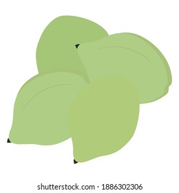 conjunto vectorial de bayas frescas maduras. Cockatoo plum. Ilustración