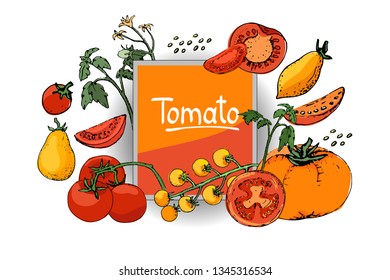 Vector set with fresh tomatoes of different types. Isolated tomato, cut into slices and cherry tomatoes. Red, yellow, orange fruits, green tops, yellow flowers and beige seeds. Summer harvest.