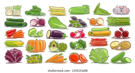 Vector set of fresh Vegetables, 30 isolated design symbols of vegetarian vegetable meal, group of colorful agriculture signs on white background, illustrations of simple farm elements for packaging.