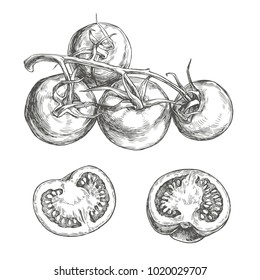 Vector set of fresh vegetables sketches isolated on white. Hand drawn botanical illustration of tomatoes on vine and slices in engraving style
