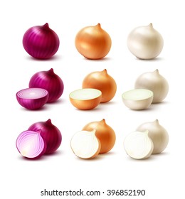 Vector Set of Fresh Whole and Sliced Yellow Red White Onion Bulbs Close up Isolated on White Background