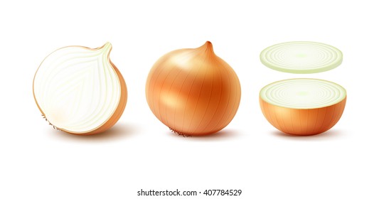 Vector Set of Fresh Whole and Sliced Yellow Onion Bulbs Close up Isolated on White Background