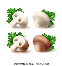 Vector Set of Fresh Whole and Sliced Half White Brown Portabello Agaricus  Champignons Mushrooms with Green Parsley Leaves Close up Isolated on White Background