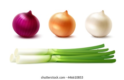 Vector Set of Fresh Whole Yellow Red White Green Onion Bulbs Close up Isolated on White Background