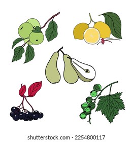 Vector set of fruits and berries drawn in the style of doodles: lemons, apples, pears, chokeberry, currant.